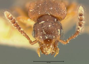 Media type: image;   Entomology 6558 Aspect: head dorsal view